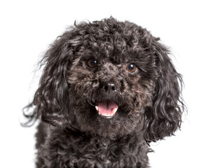 Russian Bolonka Sventaya looking at camera against white backgro