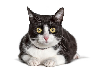 Mixed-breed cat looking at camera against white background