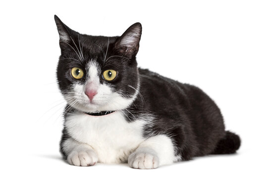 Mixed-breed cat looking at camera against white background