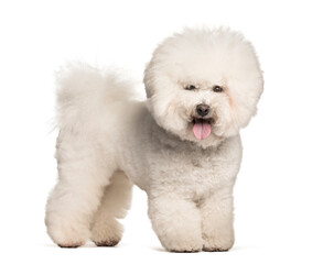 Bichon Frise standing against white background