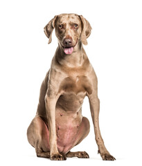 Old Weimaraner dog sitting against white background