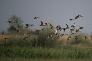 Flock of Ducks flying over  wetland