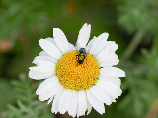 Obraz premium An iridescent green fly feeding on the nectar of a Daisy