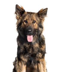German Shepherd looking at camera against white background