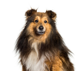 Shetland Sheepdog looking at camera against white background