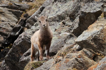 Young ibex among the stones