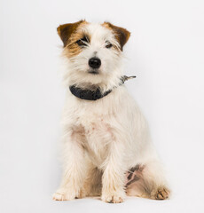 Jack Russell terrier dog sitting against white background