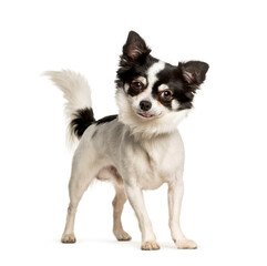 Obraz premium Chihuahua standing against white background