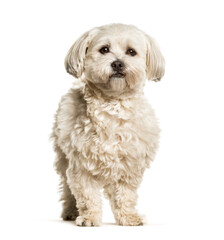 Kyi-leos, is a crossbreed between a Maltese and a Lhasa Apso sta