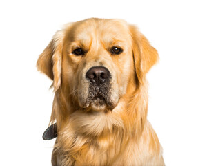 Golden retriever looking at camera against white background