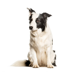 Border collie dog sitting against white background