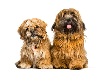 Shi Tzu together sitting against white background