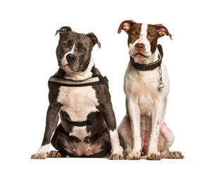 American Staffordshire Terriers sitting against white background