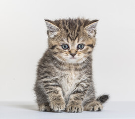 british longhair kitten on a white paper background