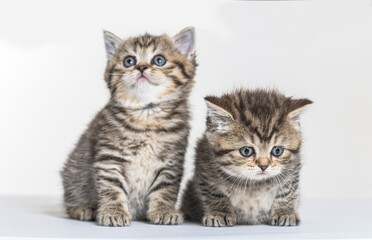 british longhair kitten on a white paper background