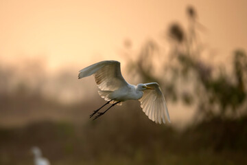 bird in flight