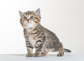 Obraz premium british longhair kitten on a white paper background