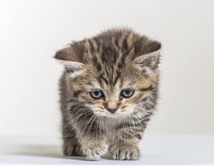 british longhair kitten on a white paper background