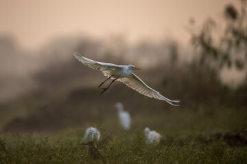 Great Egret Flying in Sunrise 