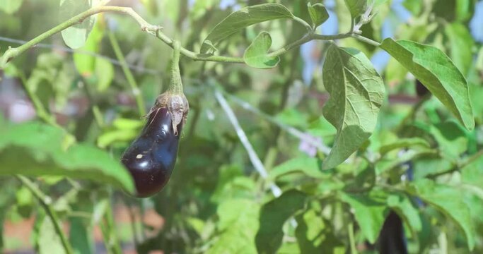 Close up, ripe eggplant ripen in green field. Purple zucchini growing in green leaves under sunlight. Organic healthy food. vegetables harvest in agriculture farm. Fresh black aubergine in farmland 