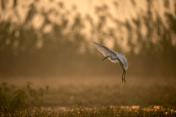 heron in flight