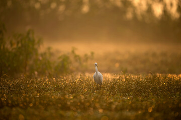 Fototapeta premium bird in the field