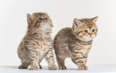 british longhair kitten on a white paper background