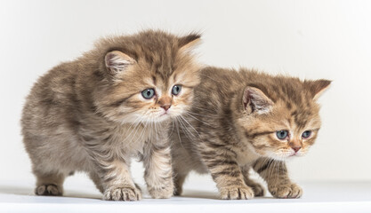 british longhair kitten on a white paper background