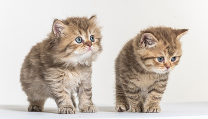 Obraz premium british longhair kitten on a white paper background