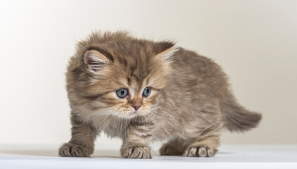 british longhair kitten on a white paper background