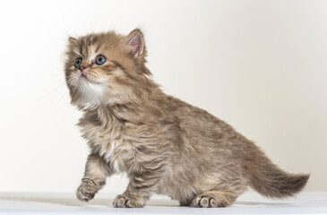 british longhair kitten on a white paper background