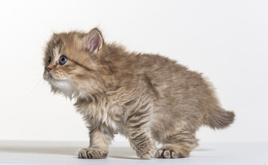 Naklejka na ściany i meble british longhair kitten on a white paper background