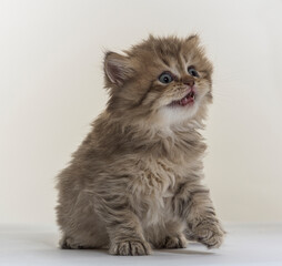 Fototapeta premium british longhair kitten on a white paper background