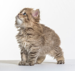 british longhair kitten on a white paper background
