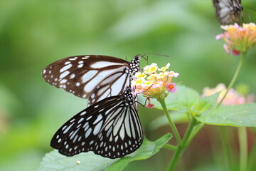 butterfly on a flower a pair of Parantica sita butterflies twirl in a mating dance in the lush Philippine backdrop. © Alberto