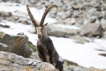 Ibex on the rocks at three thousand meters above sea level