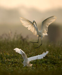 Obraz premium Great egrets Fight in Wetland in morning