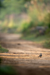 bird on the ground