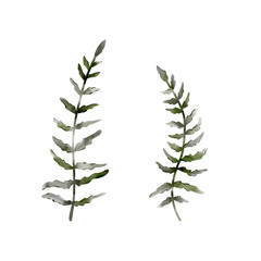 Natural watercolor fern for any design, illustration for print