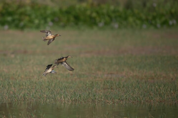 Obraz na płótnie Canvas Ducks Flying in Fields 