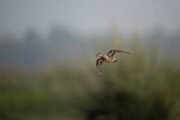 Common teal Female Duck Flying in Morning 