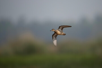 Common Teal Duck Flying