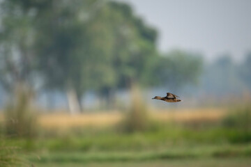 Fototapeta premium Green Winged teal Flying