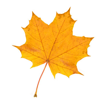 Yellow maple leaf isolated on transparent background.