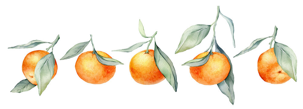 Set of mandarin branches with green leaves. Hand drawn tangerines isolated background. Watercolor clipart illustrations. collection of citrus fruits. orange botanical painting