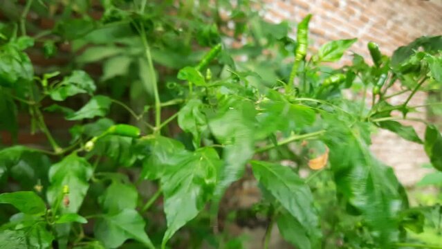 Picking cayenne pepper that is still green from the tree. A spicy fruit plant used as a cooking spice. 4k footage