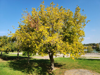 In the autumn, an ash-leaved maple (Acer negundo) is a dioecious maple species from the maple...