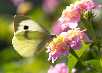 A large white or cabbage white (Pieris brassicae) butterfly feeding on a lantana camara flower 