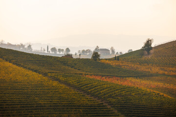 Fototapeta na wymiar hilly vineyards in Barbaresco, Piedmont in autumn