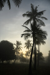 Obraz premium A rare view of sunrise or sunset over the tall coconut trees during a foggy day